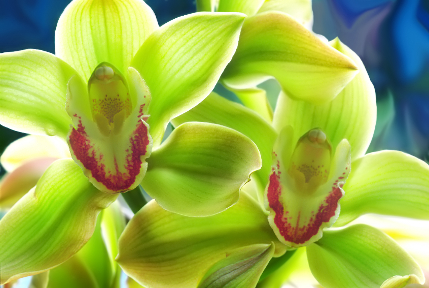 Orchid